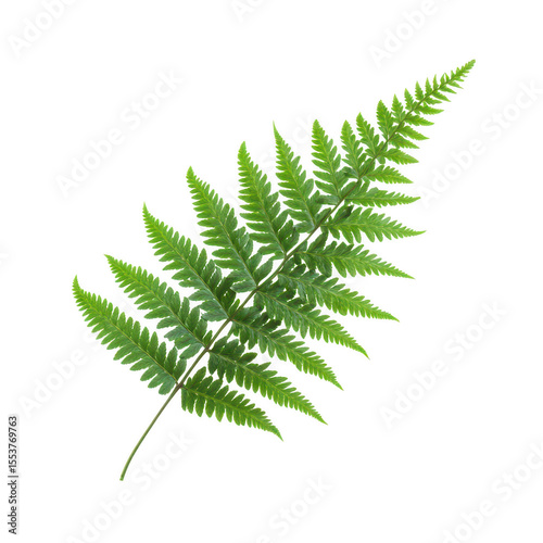 A single vibrant green fern frond with delicate serrated edges and a subtle white border presented isolated on transparent background