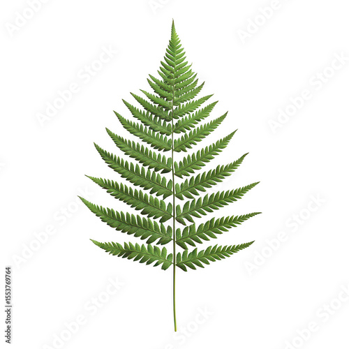 A single vibrant green fern frond with intricate leaf details and a delicate stem isolated on transparent background