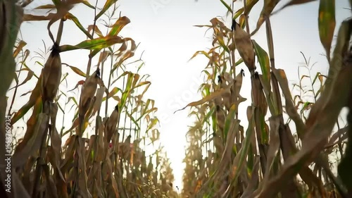 Wallpaper Mural A cornfield with tall, dry stalks reaching towards the sky. The sun sets in the background, casting a warm glow over the landscape. Torontodigital.ca