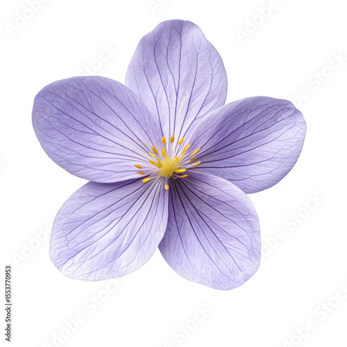 Delicate periwinkle blue flower with intricate veins and yellow stamens isolated on transparent background