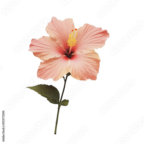 A delicate pale pink hibiscus flower with a green stem and leaf isolated on transparent background