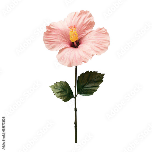 A delicate pale pink hibiscus flower with prominent yellow stamen and green leaves on a stem isolated on transparent background