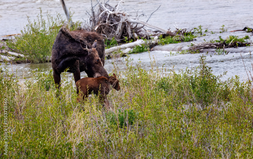 Mama moose with twin calves Mama moose with twin calves