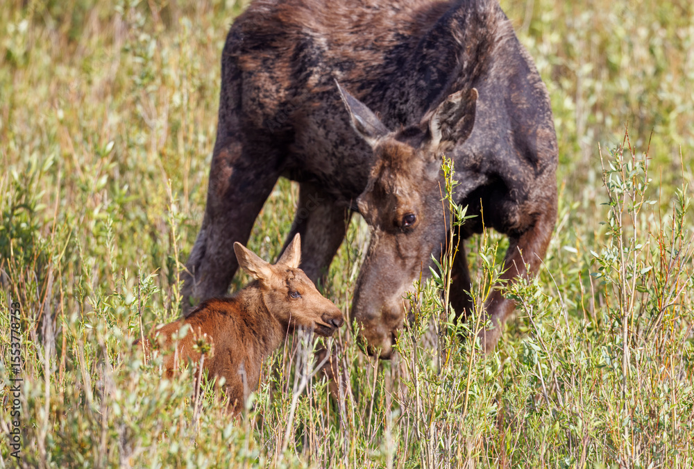 Fototapeta premium Mama moose with twin calves