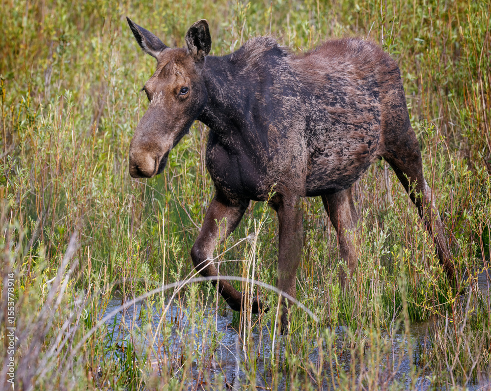 Fototapeta premium Mama moose with twin calves