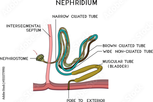 Scheme of nephridium of earthworm (Lumbricus terrestris) for biology lesson