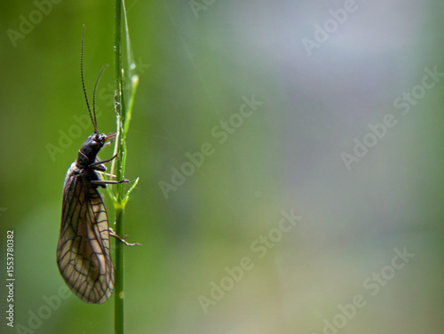 Nature photo as a close-up of a water lacewing with plenty of neutral background as copy space