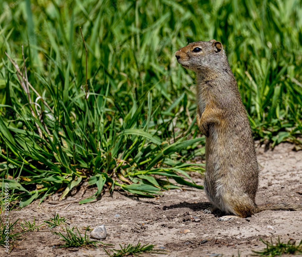 Fototapeta premium Prairie Dogs playing and eating