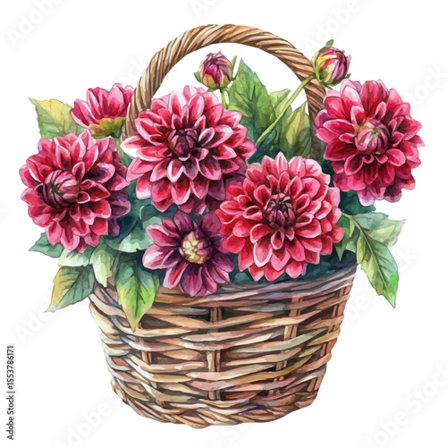 A Dahlia Flower Basket, watercolor drawing vector, isolated on a white background.