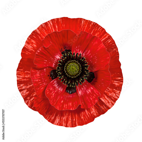 Wallpaper Mural Vibrant red poppy flower with delicate papery petals and a striking black center elegantly isolated on a clean white background Torontodigital.ca