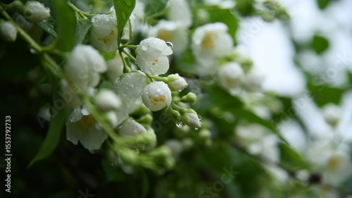 Close-up view of white Philadelphus coronarius (sweet mock orange or English dogwood) flowers covered with small rain drops in a summer day. Beauty in nature. Soft focus. Gardening theme.
