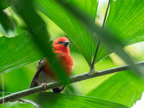 A Madagascar weaver closeup sitting in a tree