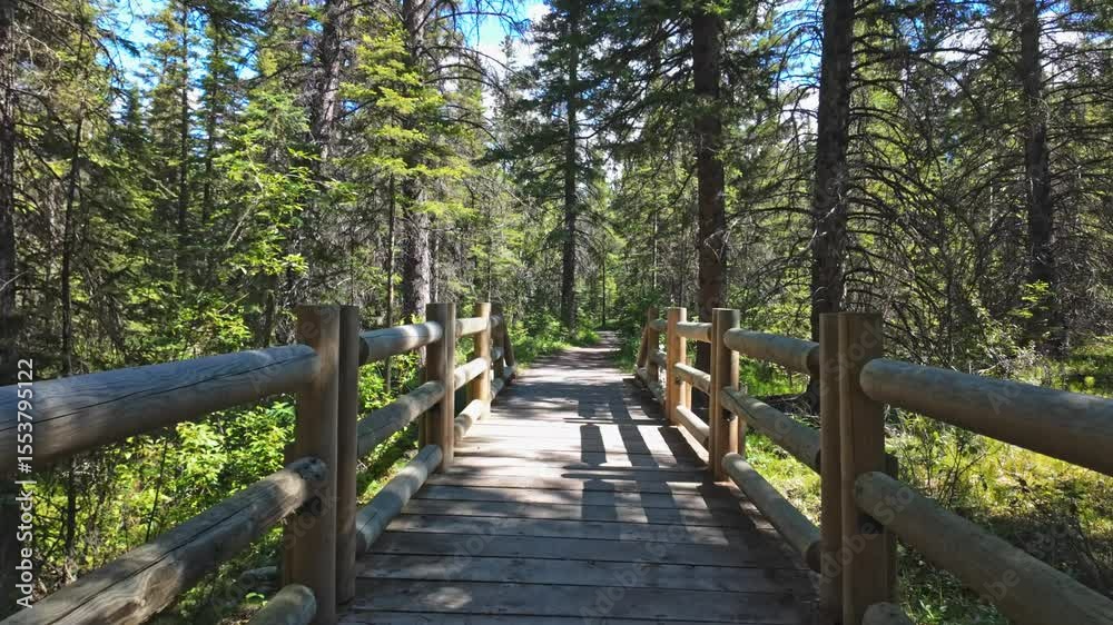 Video of a Wooden Footbridge Through a Conifer Forest. Video of a Wooden Footbridge Through a Conifer Forest.