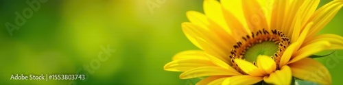 Bright sunshine yellow petals of a large sunflower bloom against a soft green grassy background on a warm sunny day, bright yellow, flowers, blossom