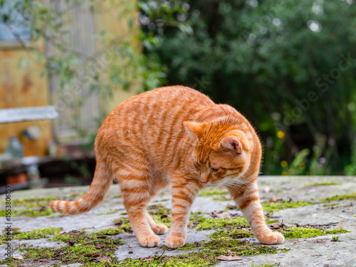 A ginger tabby cat. The cat is orange and has a striped pattern. The image has a calm and peaceful mood, as the pet is not in a hurry. Green trees and farm background. Living in rural country side.
