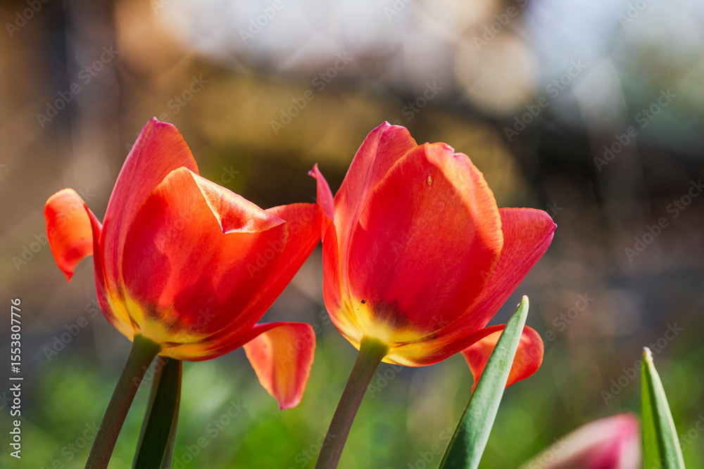 Naklejka premium Spring and summer nature scene with blooming tulips