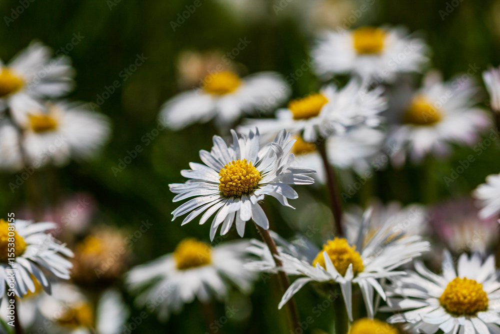 Fototapeta premium Nature scene with blooming bellis perennis, commonly known as the white daisy