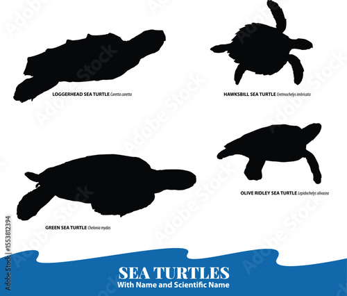 Sea Turtles Silhouette Vector Set with Scientific Names Endangered Sea Turtle Species Identification Vector Loggerhead, Green, Hawksbill, Olive Ridley