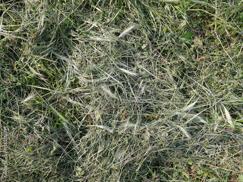 fresh cut hay