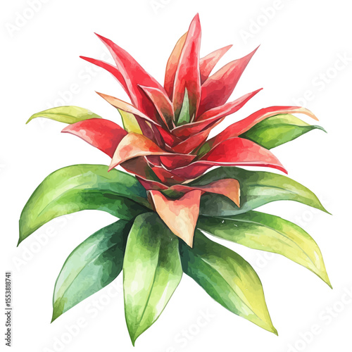 Slika na platnu A Bromeliad Plant, watercolor clipart vector, isolated on a white background