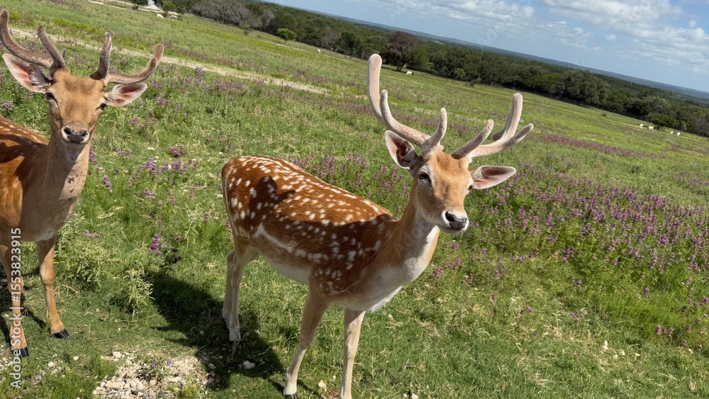 Naklejka premium Texas, USA | Fossil Rim Wildlife Center