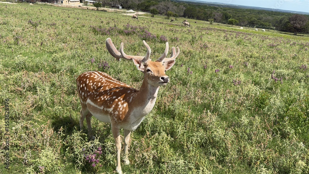 Fototapeta premium Texas, USA | Fossil Rim Wildlife Center