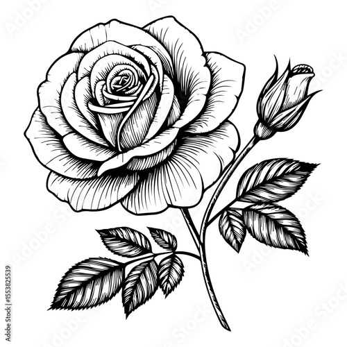 Hand-Drawn Rose and Bud with Foliage - Vintage Style Black and White Floral Vector