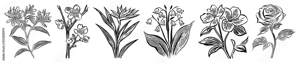 Obraz premium PNG Vintage floral botanical illustrations, element set on transparent background