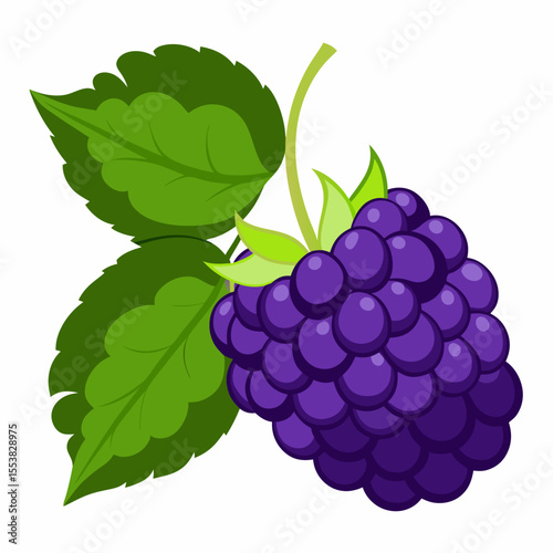 vector illustration of grapes