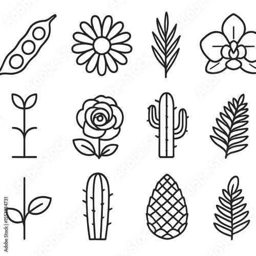 Botanical Icons Outline. Outline style icons of Botanical Families: fabaceae pod, asteraceae flower, poaceae leaf, orchidaceae