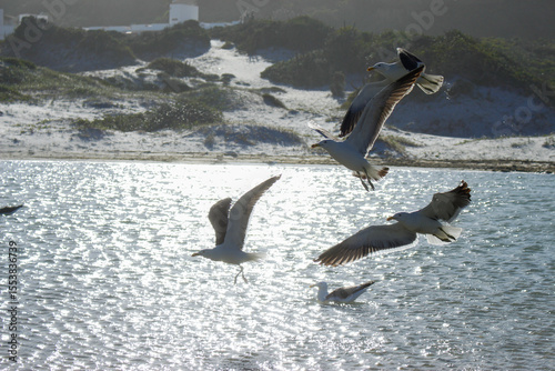 Gaivotas voam alegremente sobre um lago de água salgada em uma praia cercada por dunas. Com a luz que brilha por trás, suas asas formam belas estruturas.