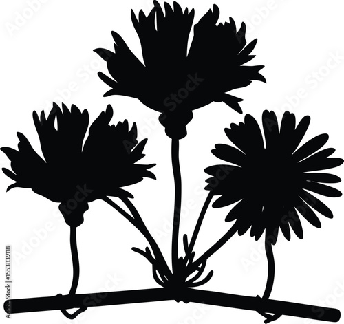 Delicate dried daisy flower hanging upside down on a thin string isolated on white background isolated on transparent background