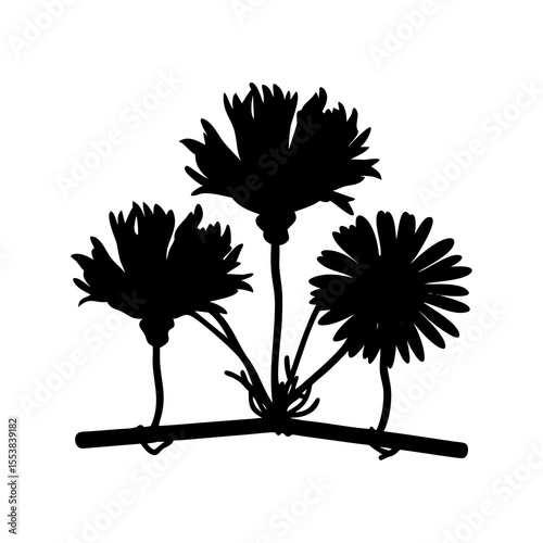 Three black silhouette cornflowers with detailed petals and stems on a clean white background isolated on white background isolated on transparent background
