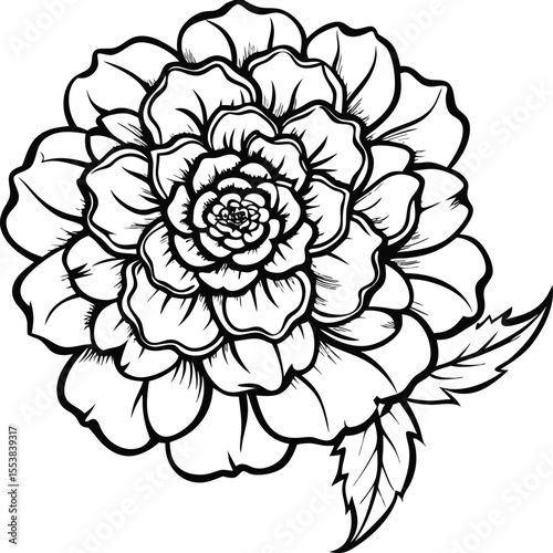 Vibrant marigold flower with detailed curled petal edges isolated on white background for floral design projects isolated on transparent background