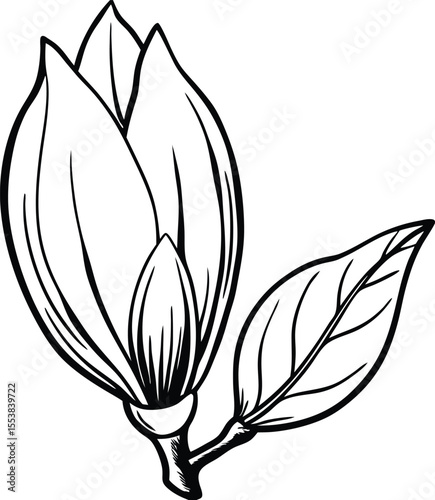 A delicate magnolia bud just beginning to unfurl its petals isolated on white background isolated on transparent background