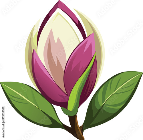A delicate magnolia bud just beginning to unfurl its petals isolated on white background isolated on transparent background