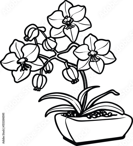 Elegant orchid plant in bonsai style meticulously crafted as a vector illustration isolated on white background isolated on transparent background