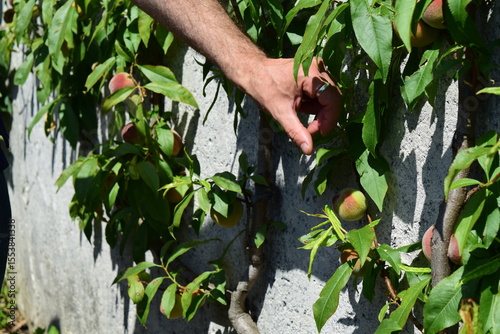 La main de l'horticulteur