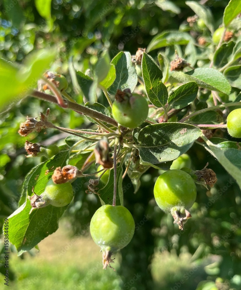 Sunlit Orchard Greens Green Apples on Branch Sunlit Orchard Greens Green Apples on Branch