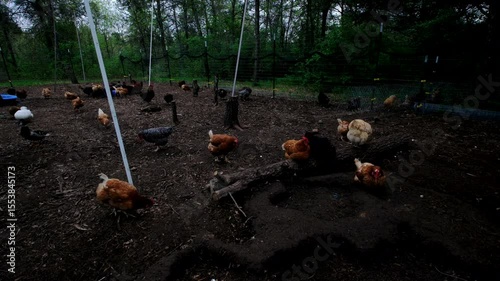 Super time lapse evening shot of variety of hens freely roaming and pecking or pulverizing soil in outdoor enclosure as nightfall coming while animals being cage free raised in back yard farm