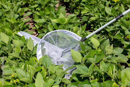 Scouting soybean field for insects using a sweep net. Agriculture pest control, management and treatment concept.