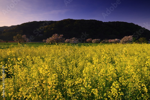 夕陽に照らされた菜の花畑