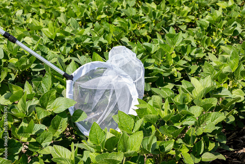 Scouting soybean field for insects using a sweep net. Agriculture pest control, management and treatment concept.