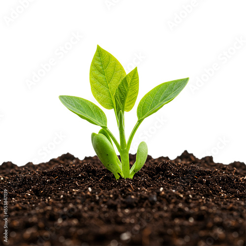 Young plant sprouting from soil new growth nature spring isolated on white background 