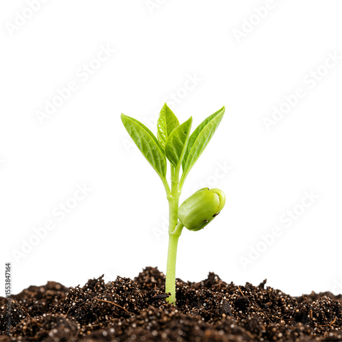 Young plant sprouting from soil new growth nature spring isolated on white background 