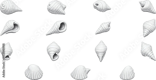 Highly Detailed Vector Illustration of Assorted White Sea Shells. summer season vector design bundle. collection of summer. tropical summer vacation elements