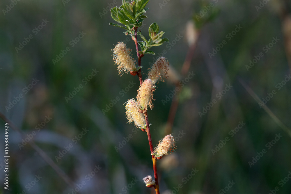 Inflorescence of a creeping willow, Salix repens Inflorescence of a creeping willow, Salix repens