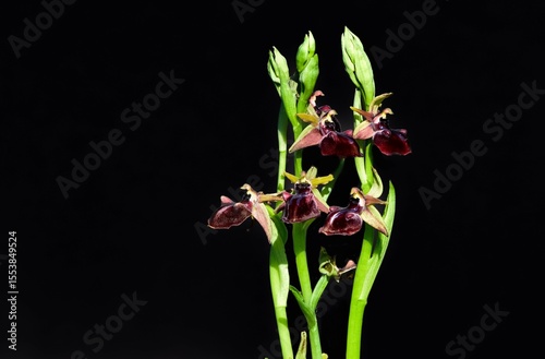 Photos of wildflowers, various bee orchids.