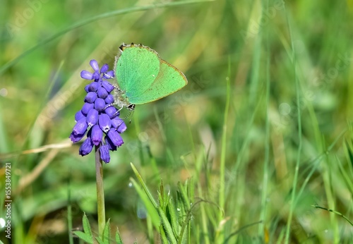 Wildlife. Photos of wild butterflies and insects.