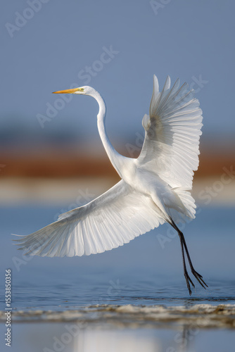 graceful bird taking off from ground captured in dynamic motion with clean ultrabright background